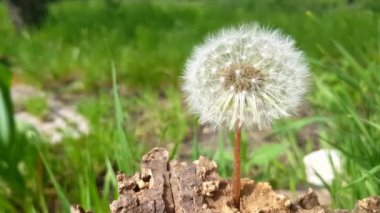 Doğanın arka planında karahindiba