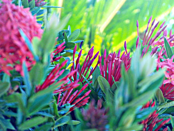 Shrub Dengan Bunga Merah Muda Terbuka Dan Tertutup — Stok Foto