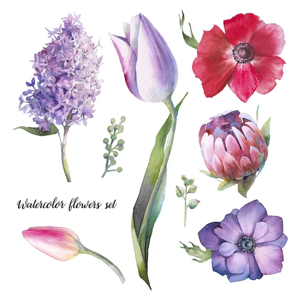 Hand painted floral elements set. Watercolor botanical illustration of tulip, protea, anemone, lilac flowers and leaves. Natural objects isolated on white background