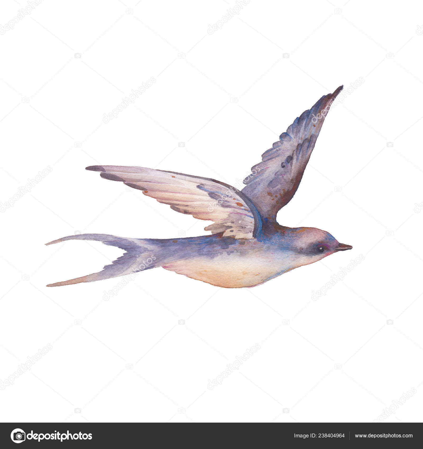 Avaler Des Oiseaux Oiseau Printemps Vol Isolé Sur Fond Blanc