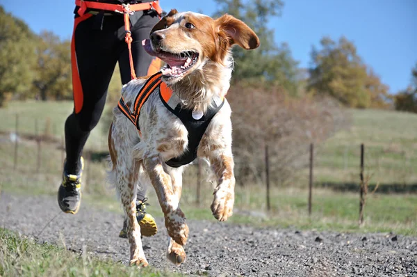 Köpek ve sahibi popüler bir kanikros yarışına katılıyorlar.