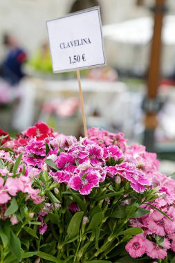 Çiçek pazarında satılmaya hazır birkaç karanfil var.