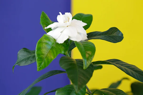 White gardenia flower on blue and yellow background