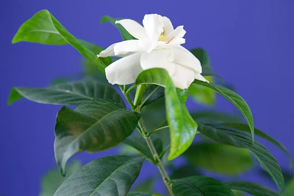 White gardenia flower on blue background