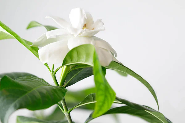 White gardenia flower on white background