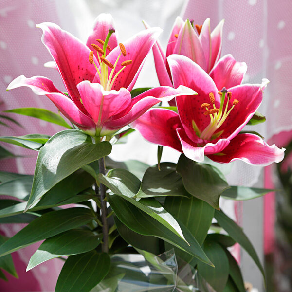 Несколько розовых цветов готовы к продаже на цветочном рынке