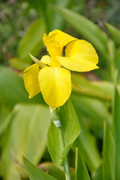 庭の美しい黄色の花の閉鎖 — ストック写真