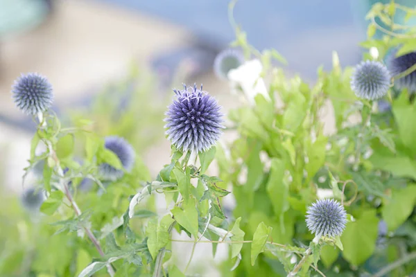 Echinops Ritro Jižní Globethistle Zahradě — Stock fotografie