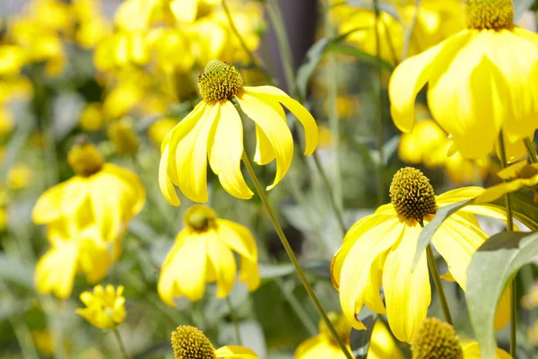 Sárga Fekete Szemű Susan Rudbeckia Virág Kertben — Stock Fotó