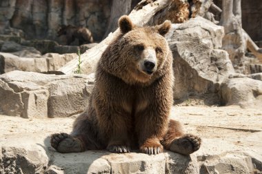 Kahverengi ayı - Ursus arctos