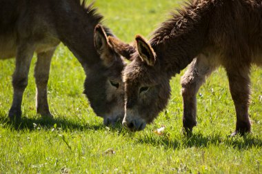 Çayırda otlayan iki eşek.