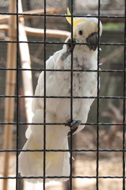 Kafesteki tutsak papağan