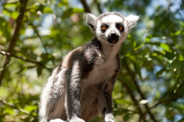 Esaret altında küçük bir halka kuyruklu lemurun (Lemur catta) kapanışı. 