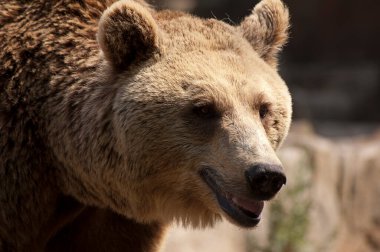 Hayvanat bahçesindeki tutsak boz ayı