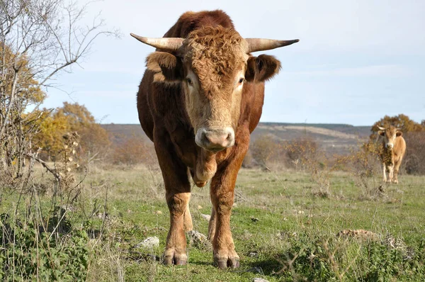 Voorgrond Een Bruine Stier Een Weiland Spanje Achtergrond Buiten Beeld — Stockfoto