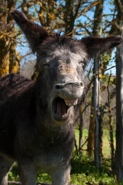 Ein Esel Gähnt — Stockfoto