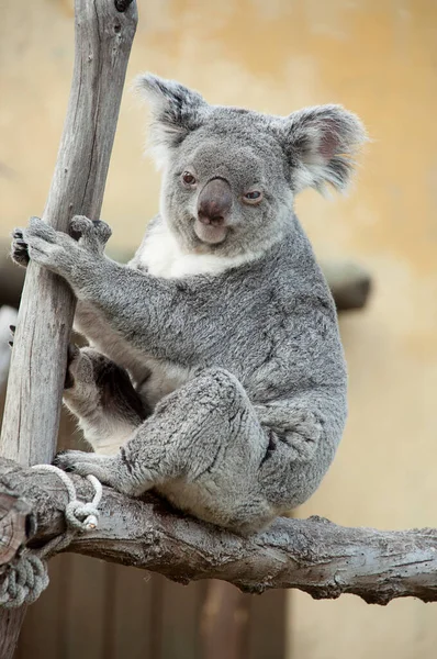 Koala Cautivo Phascolarctos Cinereus Sentado Árbol Zoológico Madrid — Foto de Stock