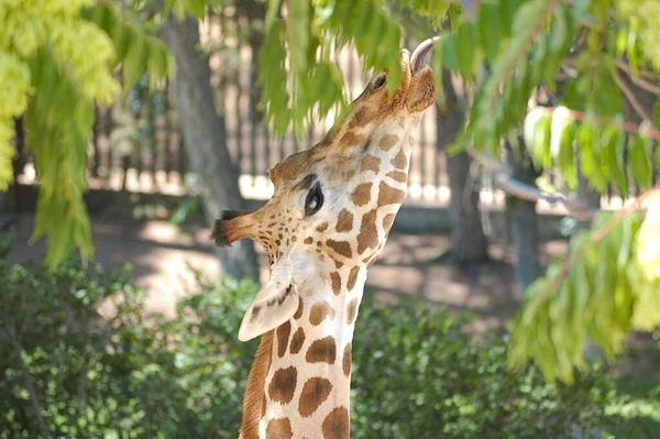 Giraffe Frisst Blätter Von Baum — Stockfoto