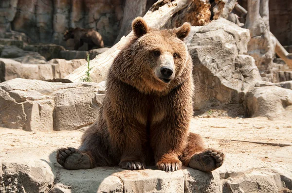 Kahverengi ayı - Ursus arctos