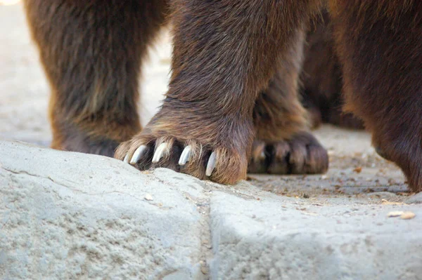 Łapy Niedźwiedzia Brunatnego Ursus Arctos Chodzącego Skalistej Ziemi — Zdjęcie stockowe