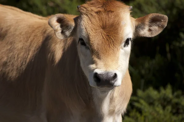 Close Van Een Klein Bruin Kalf Achtergrond Een Bos — Stockfoto