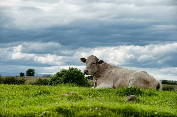 Kuh Ruht Auf Einer Grünen Wiese Unter Bewölktem Himmel Irland — Stockfoto