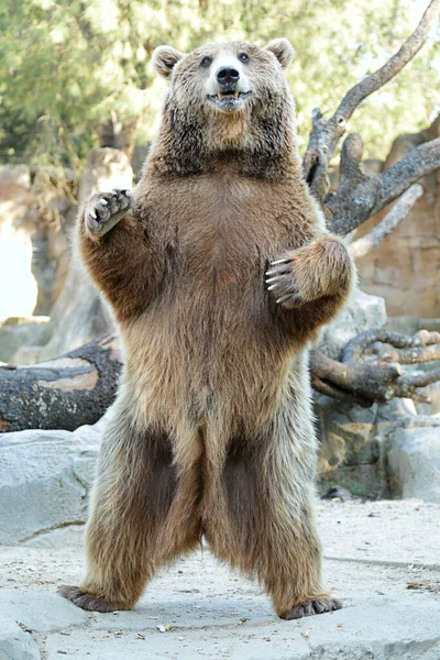 Kahverengi ayı (Ursus arctos) kayalık zeminin üzerinde arka ayakları üzerinde duruyordu.