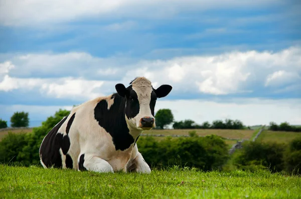 Kuh Ruht Auf Einer Grünen Wiese Unter Bewölktem Himmel Irland — Stockfoto