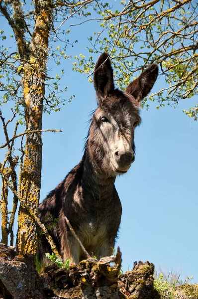 Esel Guckt Durch Die Bäume — Stockfoto