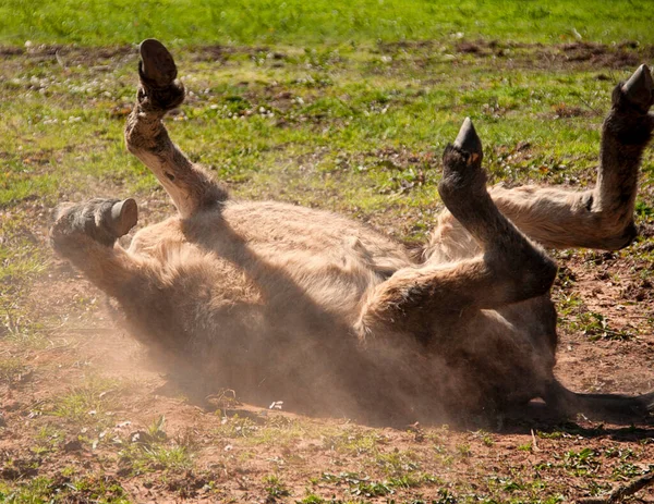 Ezel Die Zich Grond Wentelt — Stockfoto