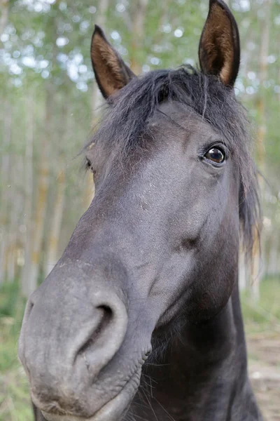 Blízko Hlavy Černého Koně Lese — Stock fotografie