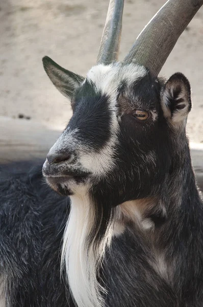 Gevangene Zwarte Witte Berggeit — Stockfoto