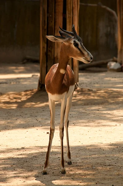 Uwięziona Gazella Dama Mohr — Zdjęcie stockowe