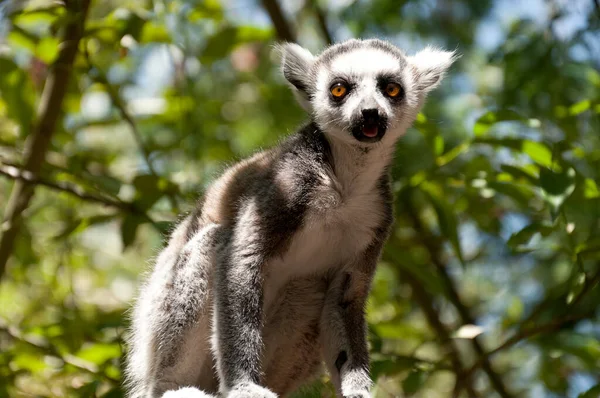 圈尾小狐猴 Lemur Catta 被圈养后的闭锁 — 图库照片