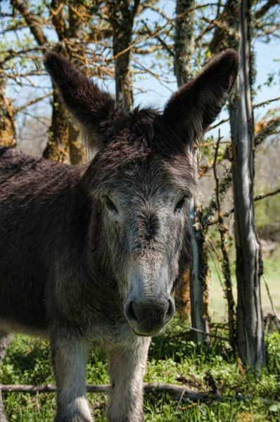 Esel Auf Einer Wiese Umgeben Von Bäumen — Stockfoto