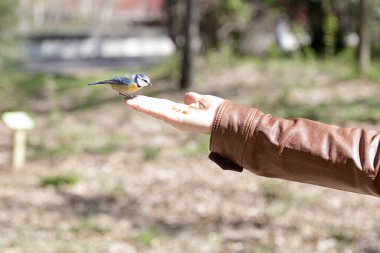 Eurasian blue tit (Cyanistes caeruleus) standing on a hand of a man and feeding
