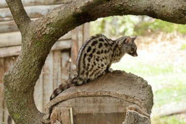 Bir ağacın dallarının altında ortak genet (Genetta genetta)