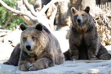 İki kahverengi ayı (Ursus arctos) dinleniyor