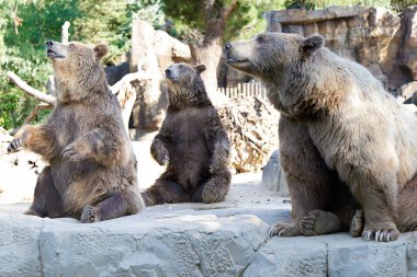 Üç kahverengi ayı (ursus arctos) dinleniyor