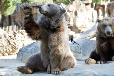 Kahverengi ayı (ursus arctos) sol ön tarafını kaldırıyor
