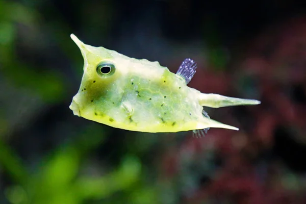 Közelkép Egy Hosszúszarvú Tehén Lactoria Cornuta Más Néven Szarvas Boxfish — Stock Fotó
