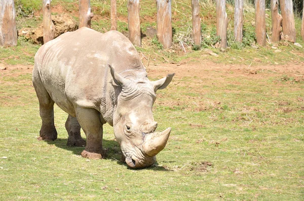 Rhinoceros Walking Meadow — Stock Photo, Image