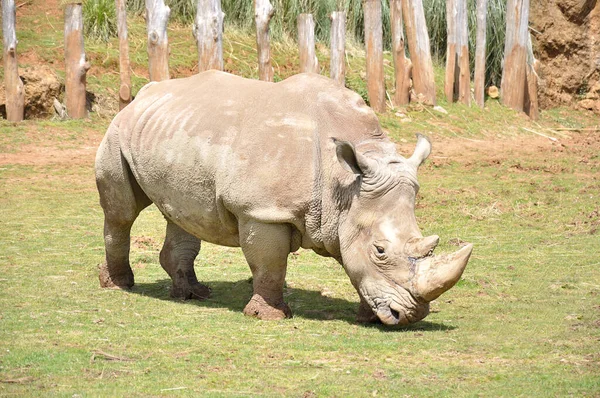 Rhinoceros Walking Meadow — Stock Photo, Image
