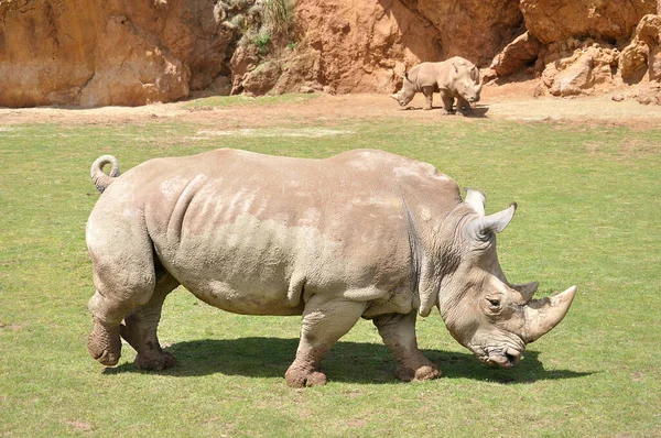 Three Rhinos Walking Meadow — Stock Photo, Image