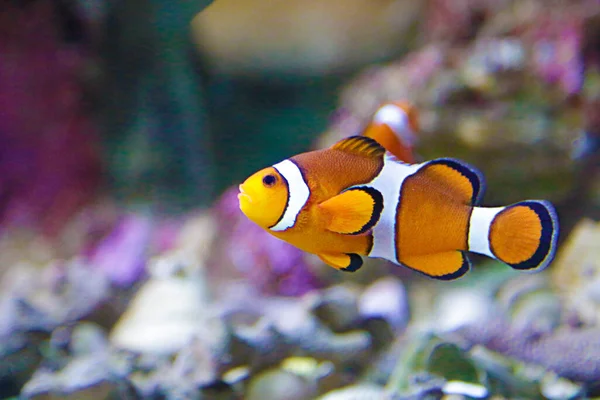 Clownfish Amphiprioninae Also Known Anemonefish — Stock Photo, Image