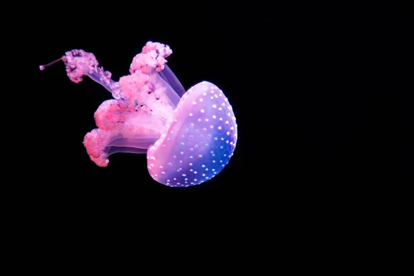 White Spotted Jellyfish Phyllorhiza Punctata Also Known Australian Spotted Jellyfish — Stock Photo, Image