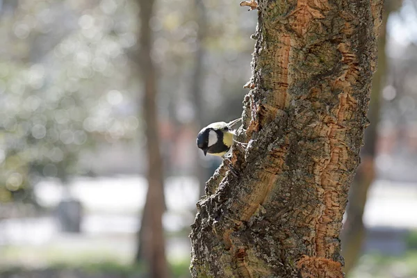 Great Tit Parus Major Trunk Tree — 스톡 사진