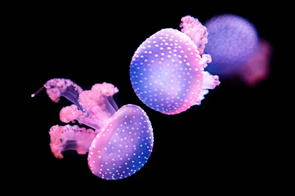 Medusas Manchadas Branco Phyllorhiza Punctata Também Conhecidas Como Medusas Manchadas — Fotografia de Stock