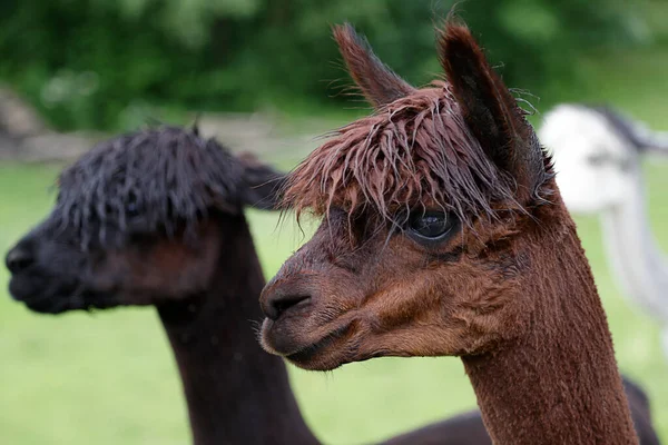 Drie Alpaca Vicugna Pacos Een Weiland — Stockfoto