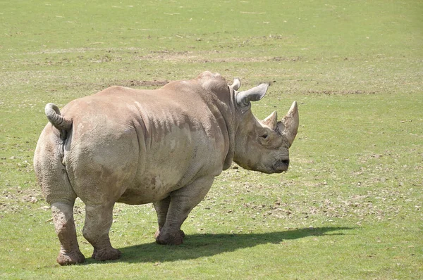 Rhinoceros Walking Meadow — Stock Photo, Image